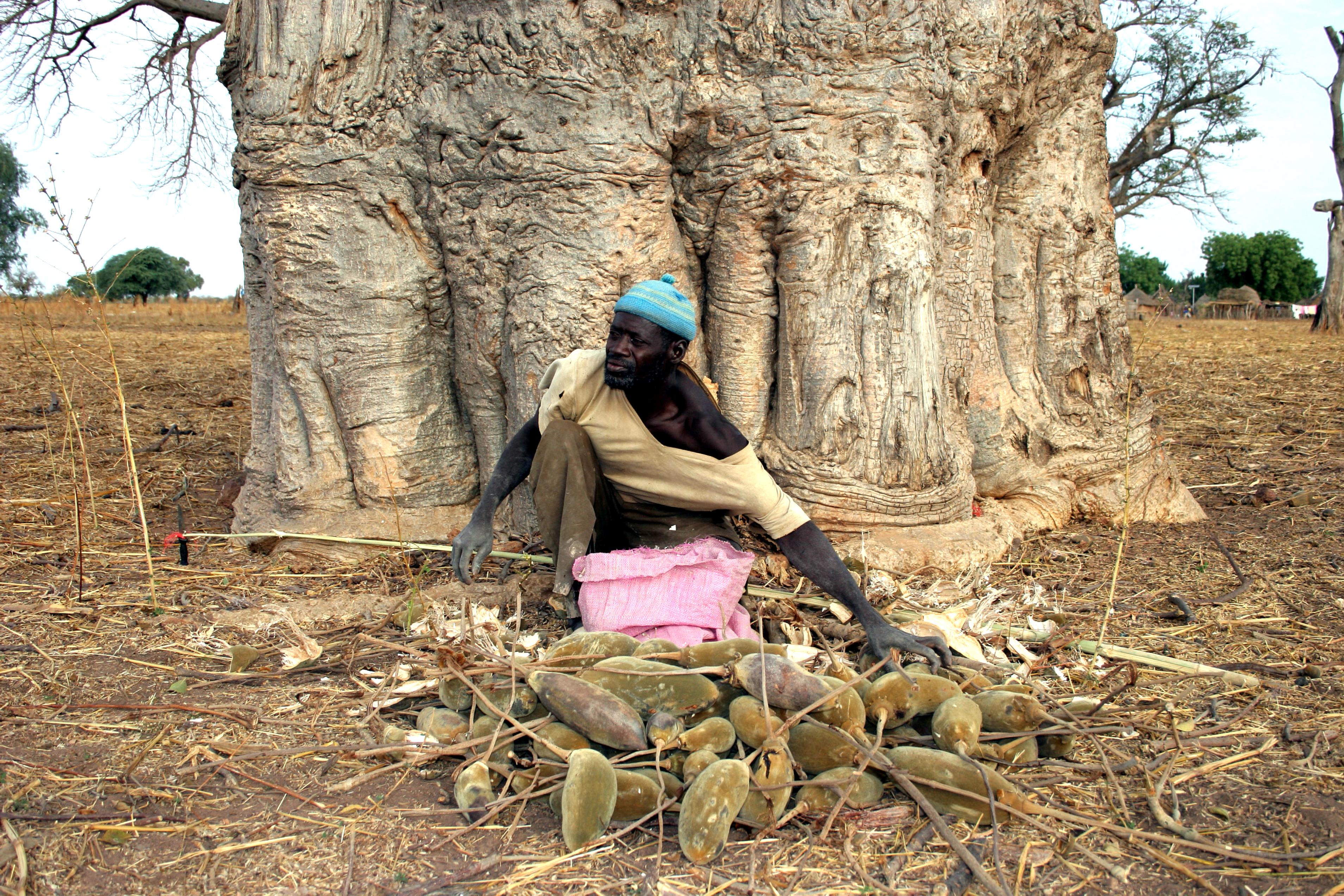 man eating tree in africa
