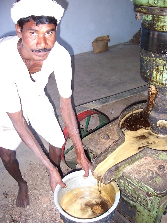 man, extracts, biofuel, pongamia, seeds, Powerguda, village, andhra, pradesh