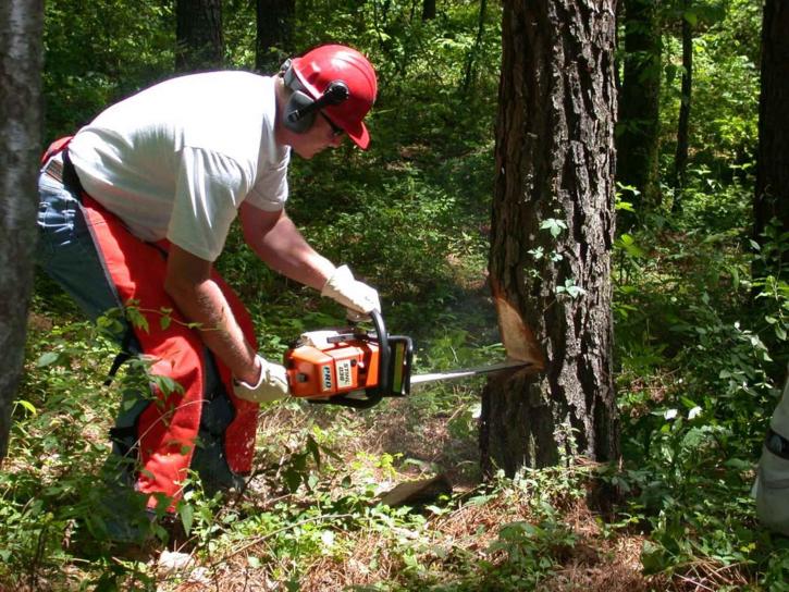 man, holds, chainsaw, forest