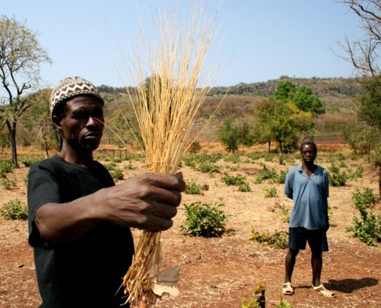 man, holds, fonio, grain, helps, feed, family, Senegal