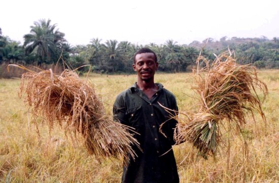 man, holding, stalks, rice, separated, small, grains