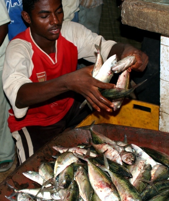 Muž, prodává, ryby, Jemen