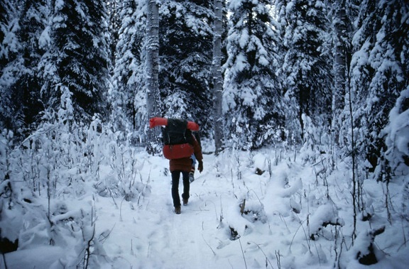 hombre, excursionismo, senderismo, bosque, invierno