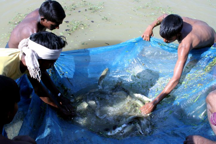 Nepal, Dorfbewohner, trainiert, rasie, Karpfen, Fisch