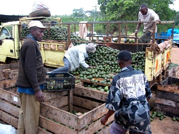offloading, avocados, processed, oil, cosmetics