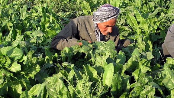 homme plus âgé, kurde, agriculteur, champ, travail
