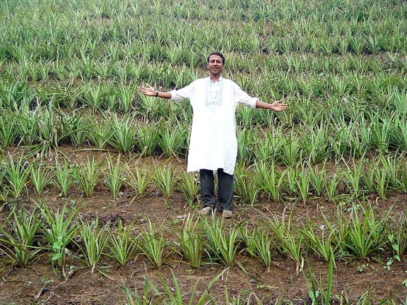 piña, campo, granizo, Haor, Bangladesh