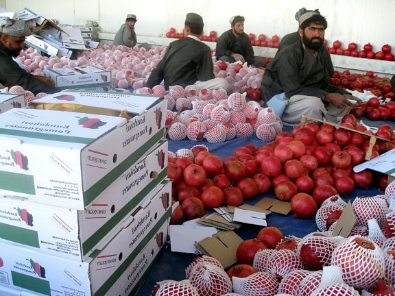 pomegranates, sorting, packing, fruit, export
