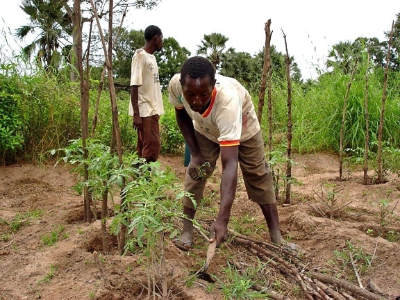 Senegal, farmer, growing, tomatoes