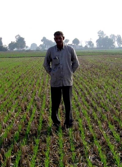 mezőgazdasági termelő nulla talajművelés, növény, búza, rizs