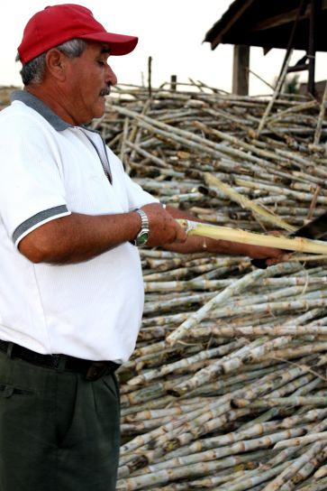 Muž, zásobníku, cukrové třtiny, San Salvador