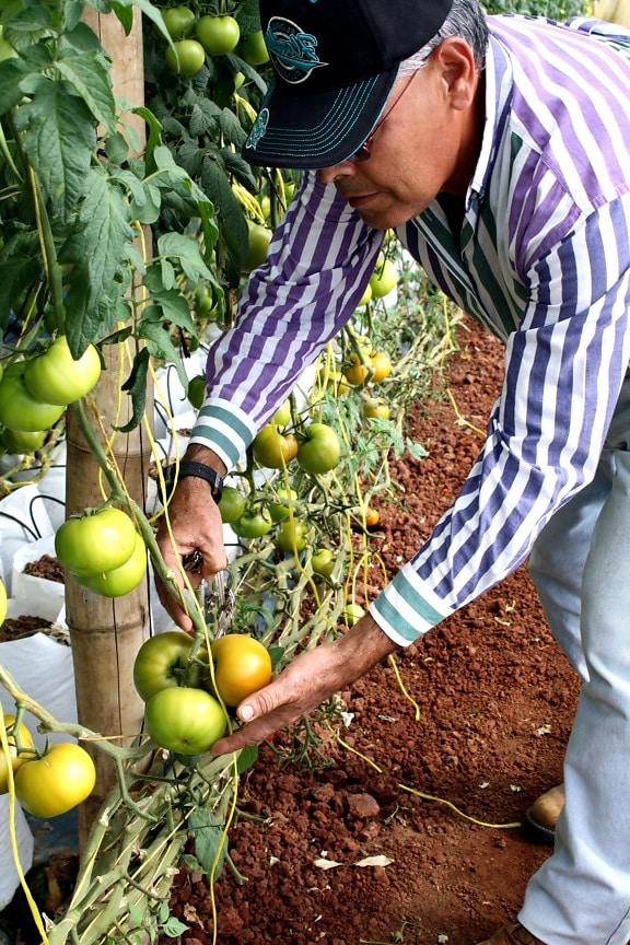 tomato, farmer, Rodolfo, Rivera, examine, tomato, vines, greenhouse