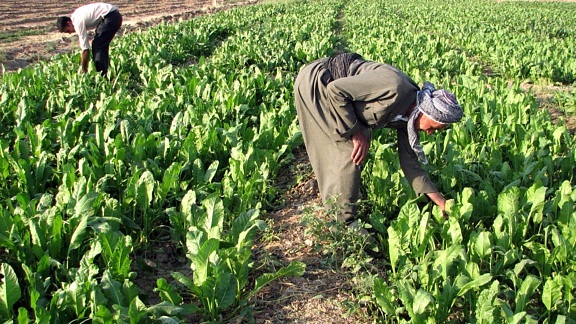 två, kurdiska, jordbrukare, arbetar