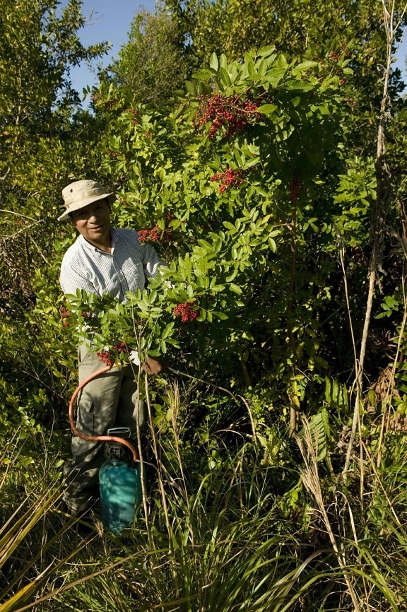 worker, impact, brazilian, pepper, plant, exotic, invasive