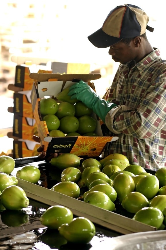 werknemer, verpakking, gekleed, papaya, exporteren