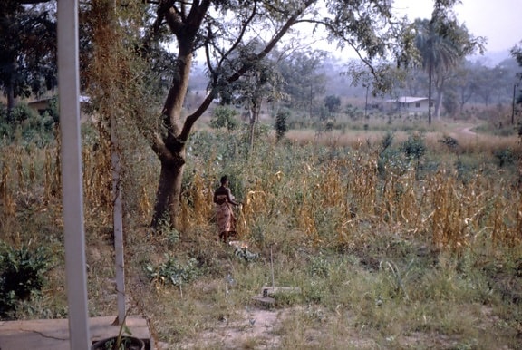 nigeriana, mujer, de pie, campo, guinea, maíz