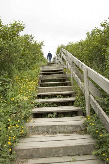 people, climb, wooden, stairs, overgrown, vegetation