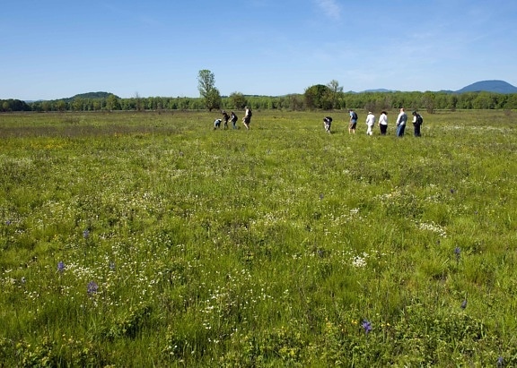 people, walking, fields, enjoy, flowers, prairie