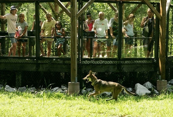 people, watching, captive, red wolf, canis rufus