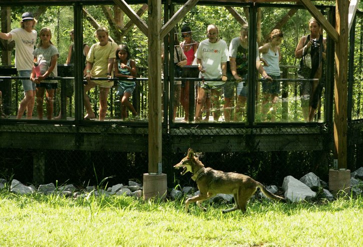 people, watching, captive, red wolf, canis rufus
