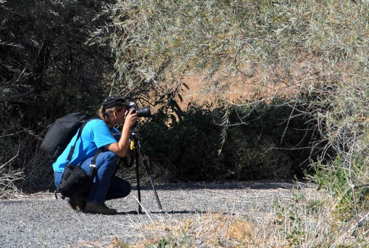 fotograf, filmare, faunei sălbatice