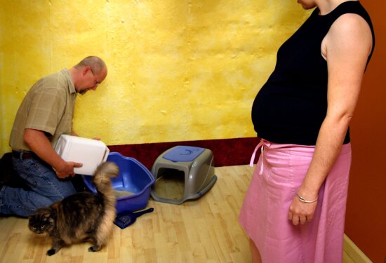 pregnant woman, husband, changing, kitty litter