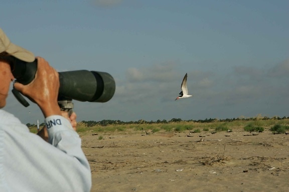 Professional, fotograf, fångar, fåglar, flyg