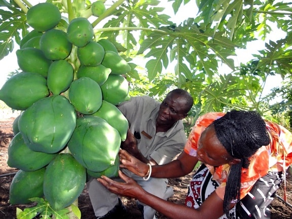 แอฟริกา เกษตร โปรแกรม ครอบคลุม วิจัย เพิ่มขึ้น ผลผลิต