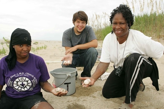 teenagers, beach, collect, loggerhead, turtle, eggs