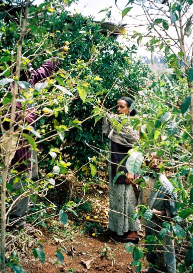 Etíope, família, trabalho, junto, quintal, fruta, pomar