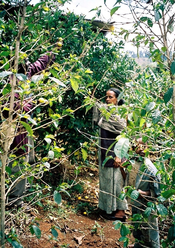 Ethiopian, family, work, together, backyard, fruit, orchard