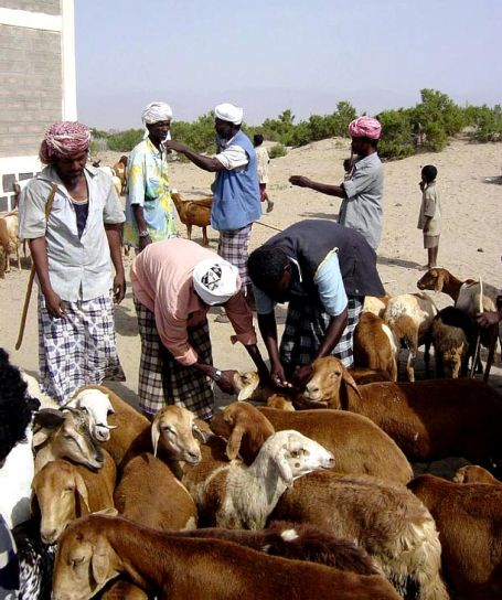 Ausbildung, Programme, Vieh, Gesundheit, Bedürfnisse, helfen, Ziege, Bauern, Eritrea