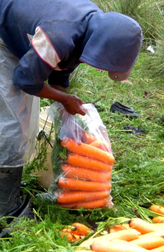 worker, village, Caman, packs, washed, carrots, hygienic, plastic, bags