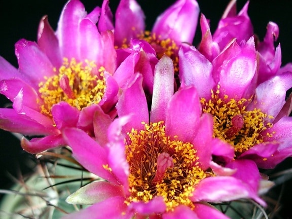 cactusi, flori, studio