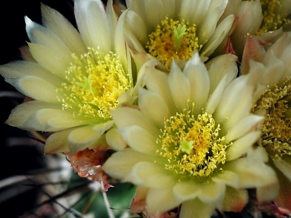 cactus, flor, maceta