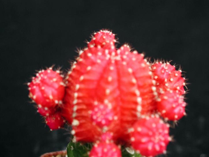 Kaktus, Blume, Bild