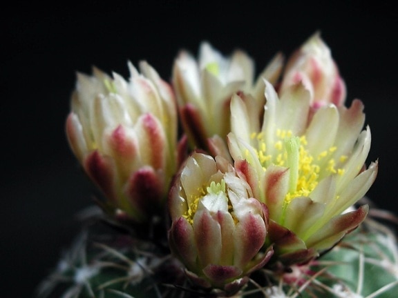 cactus, nectar, fleur