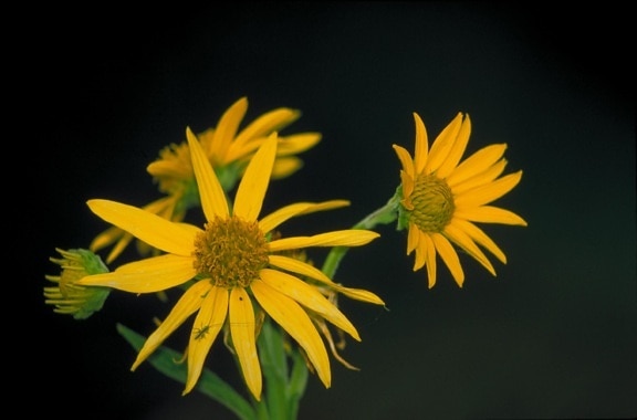 up-close, yellow flowers, yellowish, brown, centers