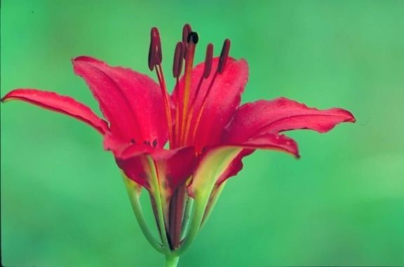 hohe Auflösung, Fotografie, Pflanze, leuchtend rot, Blüte, lang, dunkel, rot, Staubblätter