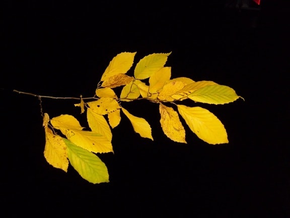 leaf, leaves, branch, hornbeam, autumn, night, studio