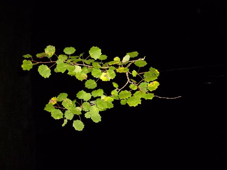 leaf, leaves, branch, poplar, night