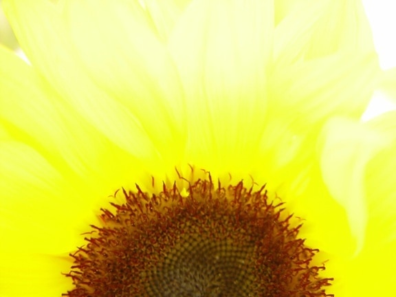 bright, backlit, sunflower