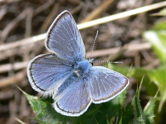 Schmetterling, Makro, Foto