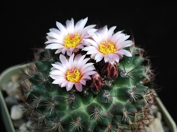 flor, cactus blanco, imagen de estudio, espina