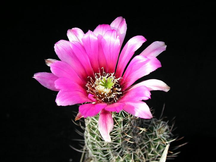 Cactus, tiedot, image