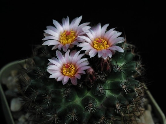 cactus, fleur, sombre, salle