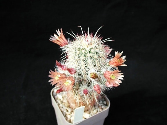 cactus, macro, objet, photo