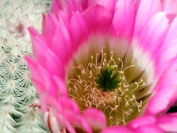 cactus, macro, imagen