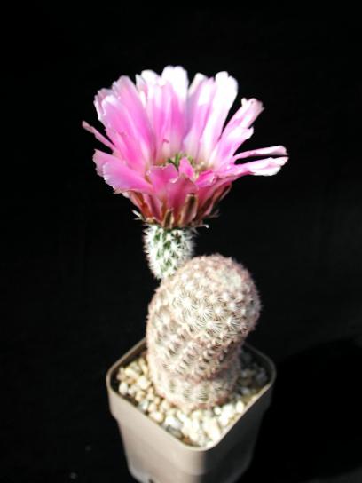Cactus, objekti, studio