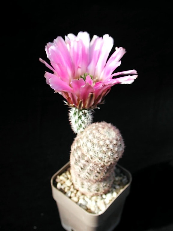 cactus, objeto, estudio